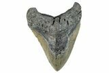 Bargain, Fossil Megalodon Tooth - North Carolina #275549-1